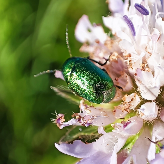 Cryptocephalus