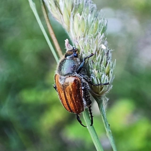 Anisoplia tempestiva - gabonaszipoly