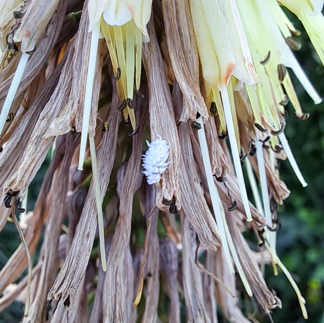 Coccinellidae - katicabogárfélék