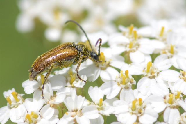Pseudovadonia livida - barnás virágcincér