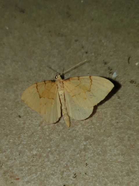 Eulithis pyraliata - sárga galajaraszoló