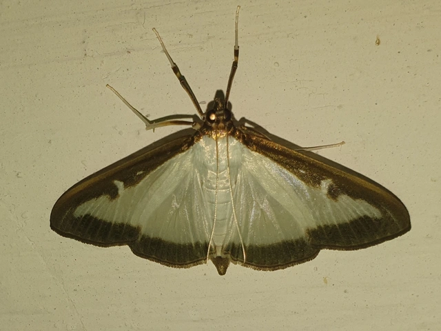 Cydalima perspectalis - puszpáng-tűzmoly