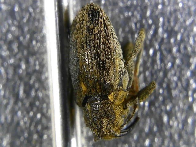 Ceutorhynchus pallidactylus - szőrös repce-ceutormányos