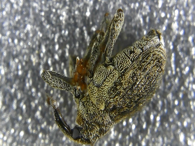 Ceutorhynchus pallidactylus - szőrös repce-ceutormányos