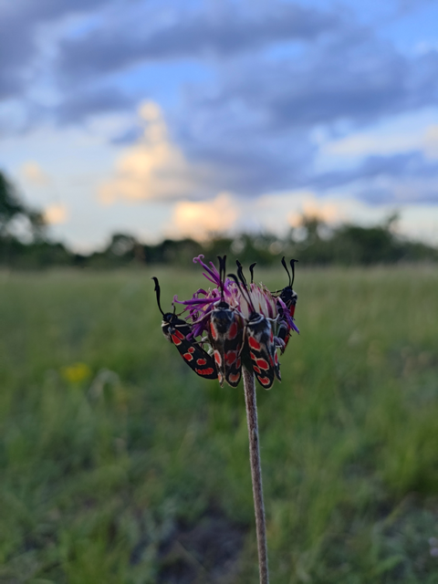 Zygaena carniolica - fehérgyűrűs csüngőlepke