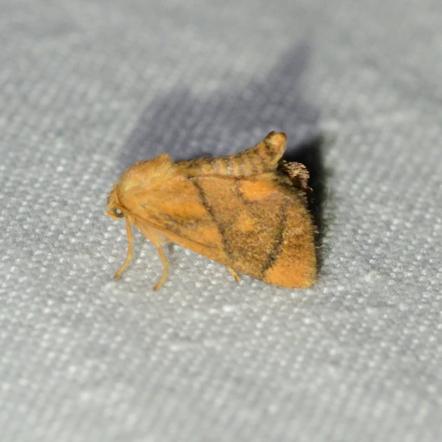 Apoda limacodes - kagylólepke