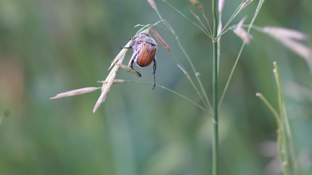 Anisoplia tempestiva - gabonaszipoly
