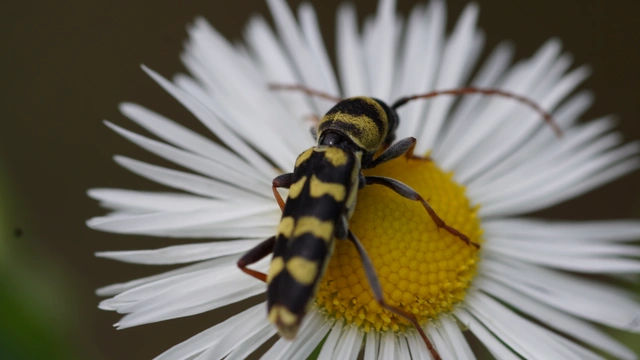 Echinocerus floralis - lucerna-darázscincér