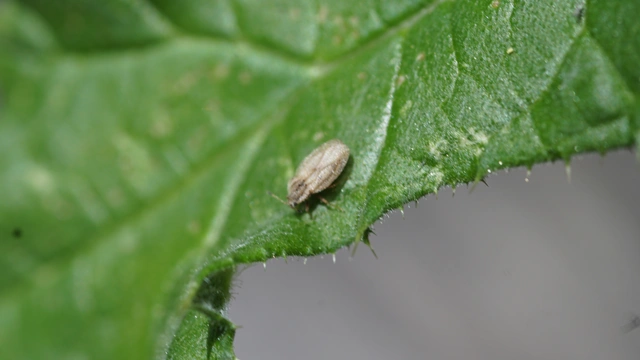 Tingidae - csipkéspoloskák