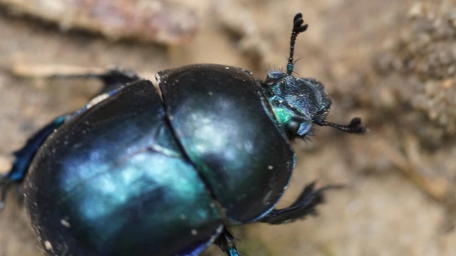 Trypocopris vernalis - tavaszi álganéjtúró