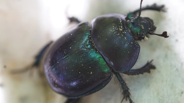 Trypocopris vernalis - tavaszi álganéjtúró