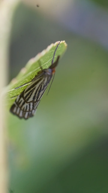 Chrysocramboides craterella - rácsos fűgyökérmoly