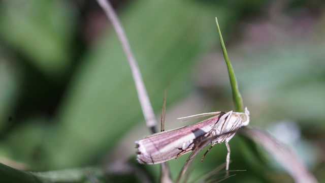Oncocera semirubella - lucernamoly