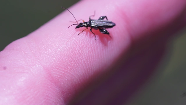 Oedemera flavipes - sárgalábú álcincér Oedemera flavipes - sárgalábú álcincér