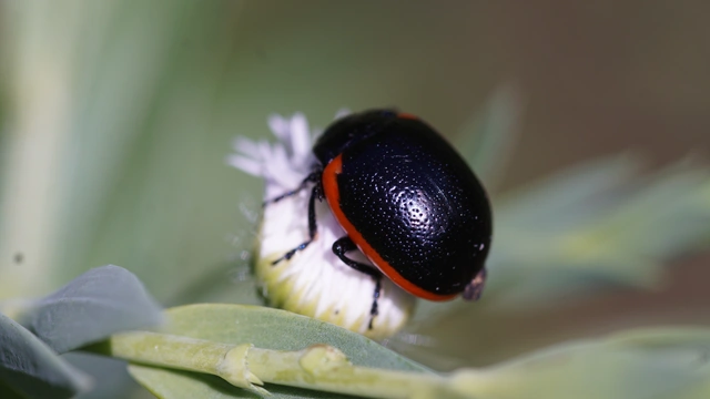 Chrysolina rossia - trapézhátú szegélyeslevelész