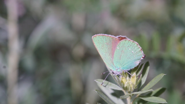 Callophrys rubi - zöldfonákú lepke