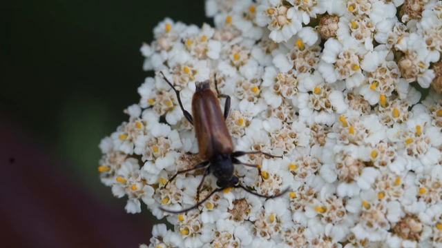 Pseudovadonia livida - barnás virágcincér