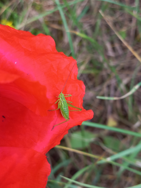 Leptophyes albovittata - közönséges virágszöcske