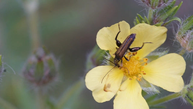 Oedemera flavipes - sárgalábú álcincér Oedemera flavipes - sárgalábú álcincér