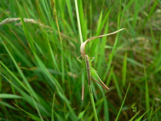 Bicolorana bicolor - halványzöld rétiszöcske