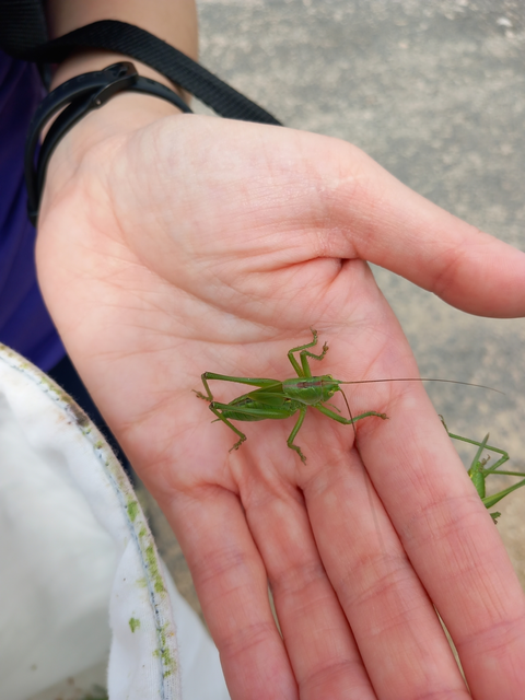 Tettigonia viridissima - zöld lombszöcske