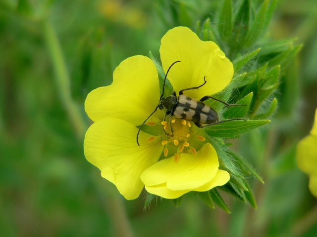 Pachytodes erraticus - rajzos virágcincér