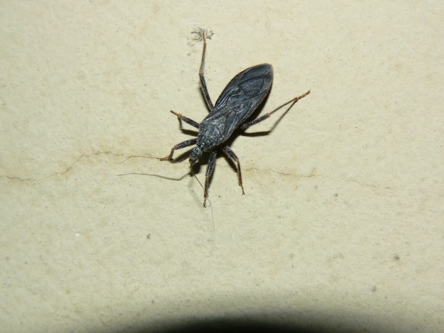 Reduvius personatus - szemetes zugpoloska