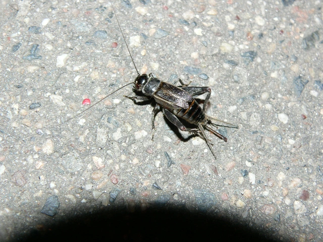 Eumodicogryllus bordigalensis - bordói tücsök