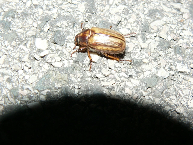 Amphimallon solstitiale - bordás sárgacserebogár