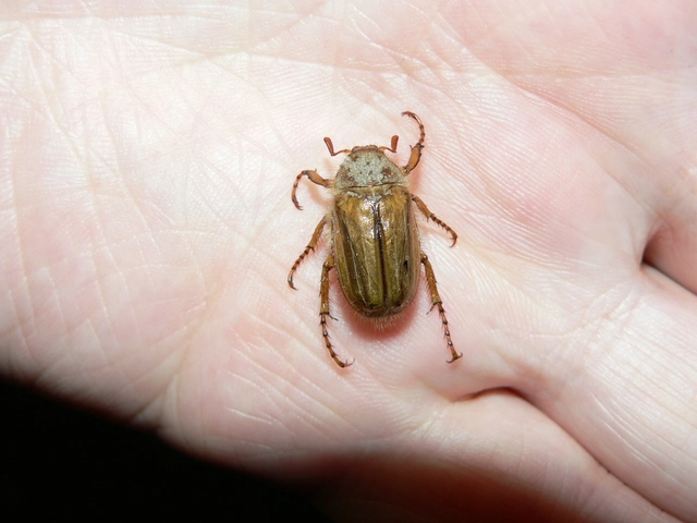 Amphimallon solstitiale - bordás sárgacserebogár