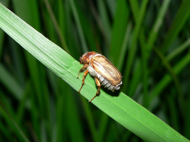 Amphimallon solstitiale - bordás sárgacserebogár