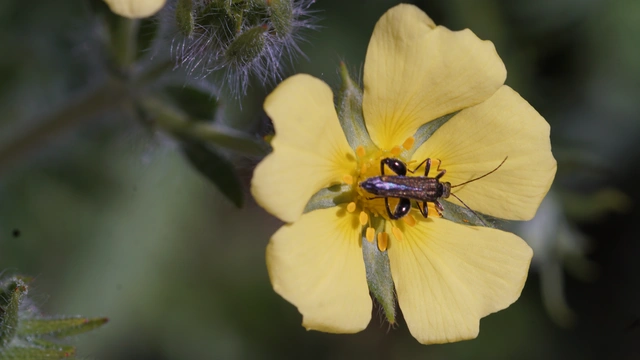 Oedemera flavipes - sárgalábú álcincér Oedemera flavipes - sárgalábú álcincér