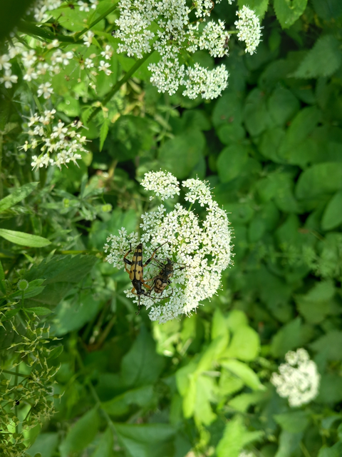 Rutpela maculata - tarkacsápú karcsúcincér
