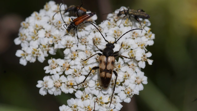 Pachytodes erraticus - rajzos virágcincér
