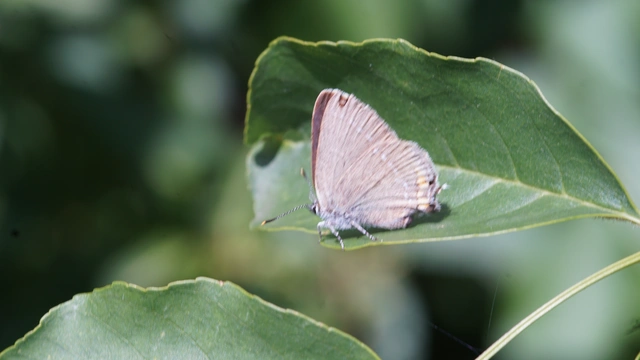 Satyrium acaciae - akác-csücsköslepke