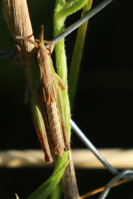 Pseudochorthippus parallelus - közönséges rétisáska