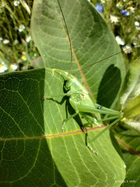 Tettigonia viridissima - zöld lombszöcske