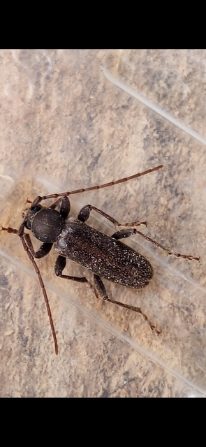 Trichoferus campestris - szállóvendég éjicincér