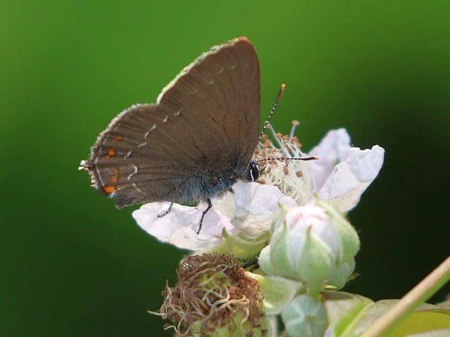 Satyrium ilicis - tölgyfa-csücsköslepke