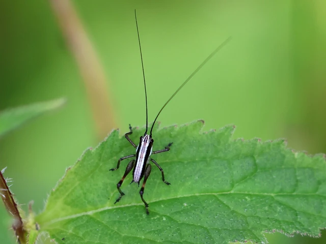 Pholidoptera fallax - galléros avarszöcske