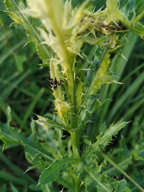 Urophora