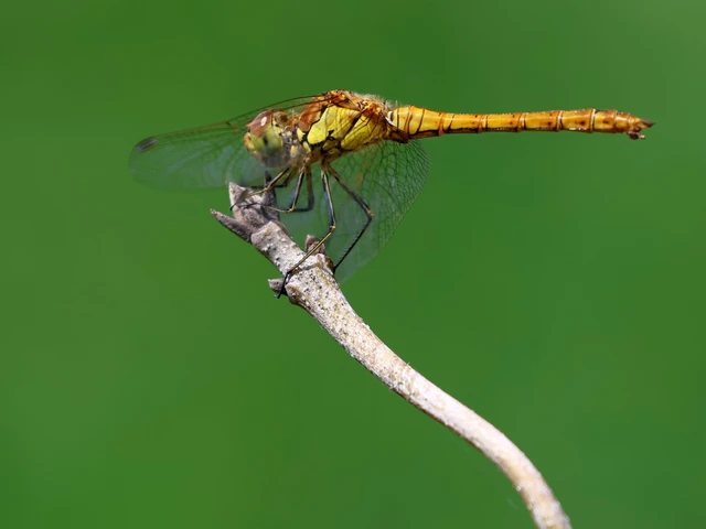Sympetrum striolatum - harántsávos katona-szitakötő
