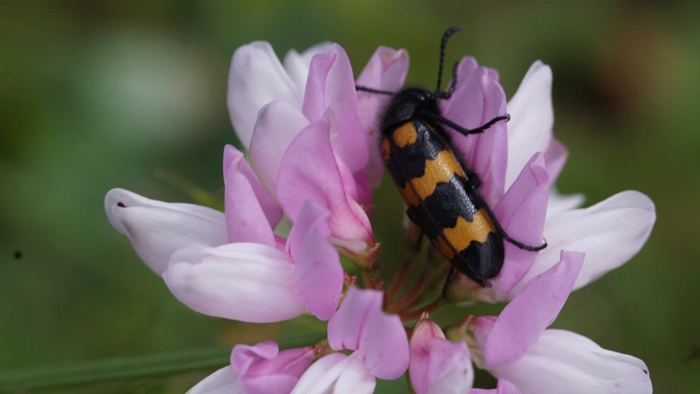 Mylabris variabilis - szalagos hólyaghúzó Mylabris variabilis - szalagos hólyaghúzó