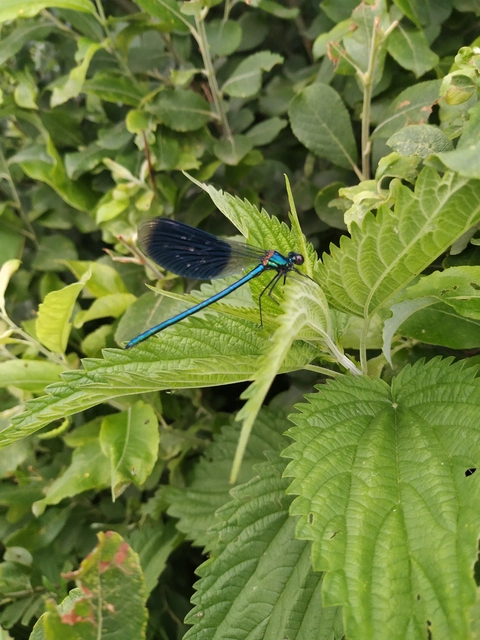 Calopteryx splendens - sávos szitakötő