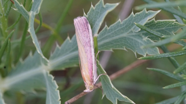 Oncocera semirubella - lucernamoly