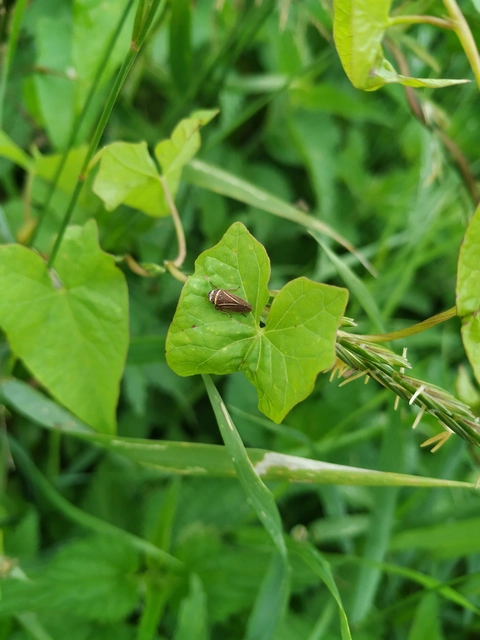 Aphrodes