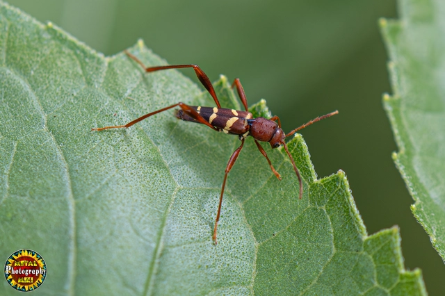Neoclytus acuminatus - amerikai darázscincér