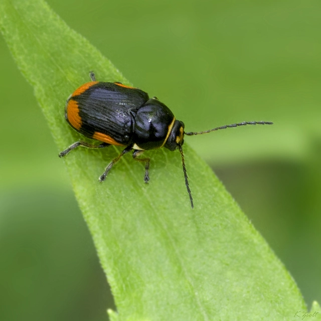 Cryptocephalus moraei - közönséges zömökbogár