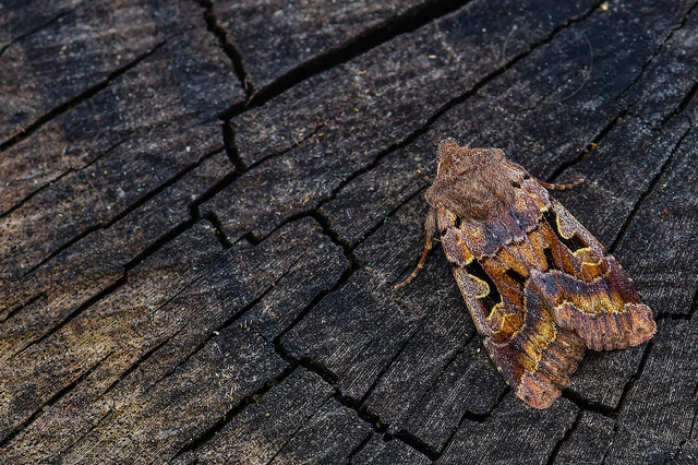 Orthosia gothica - feketefoltos barkabagoly