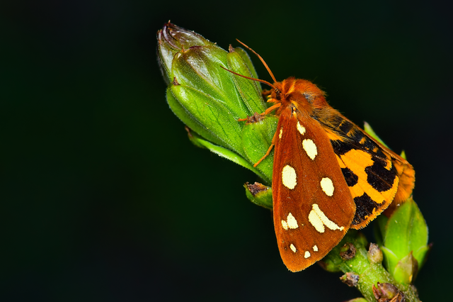 Hyphoraia aulica - barna medvelepke